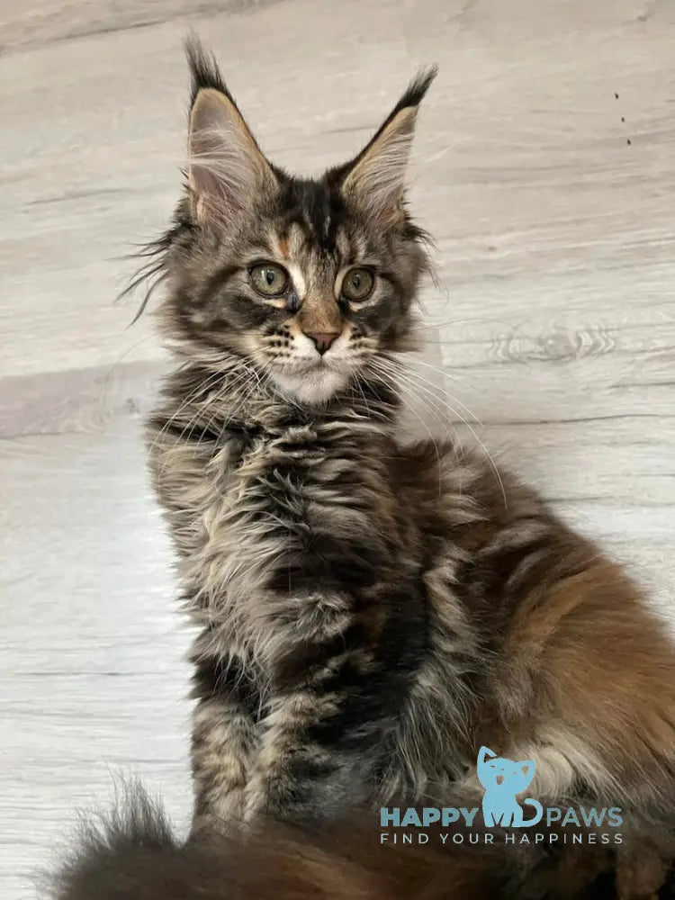 Milaniya Maine Coon Female Black Tortie Silver Tabby Live Animals