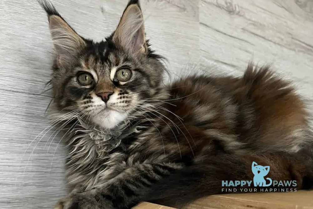 Milaniya Maine Coon Female Black Tortie Silver Tabby Live Animals