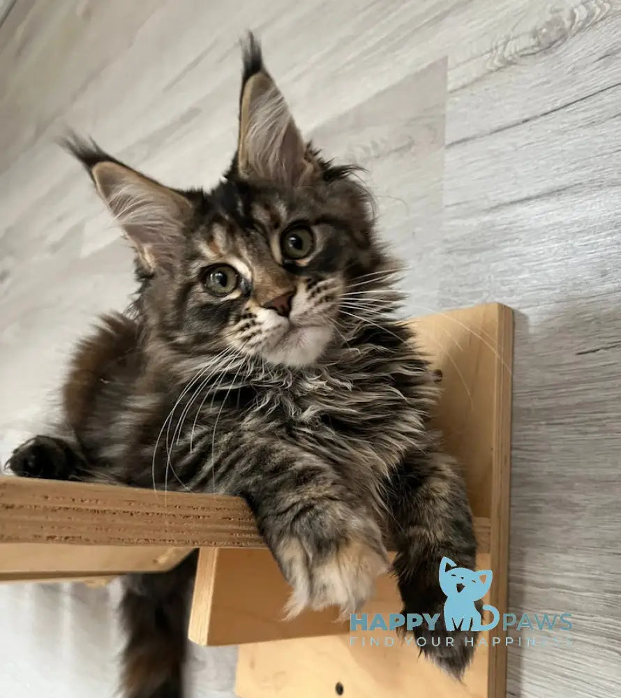 Milaniya Maine Coon Female Black Tortie Silver Tabby Live Animals