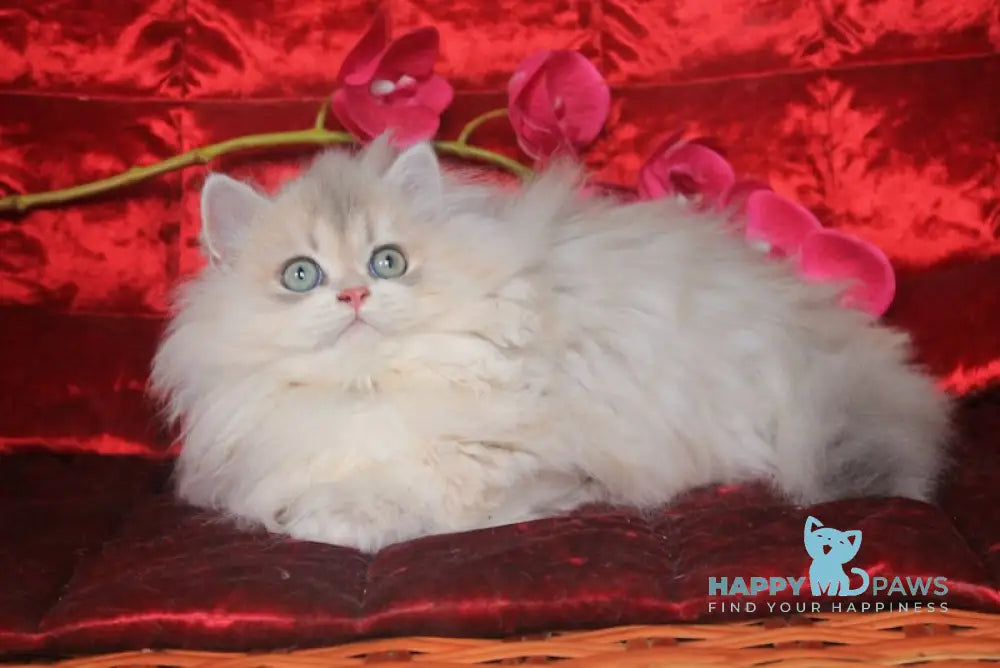 Milena British Longhair Female Blue Golden Shaded Live Animals