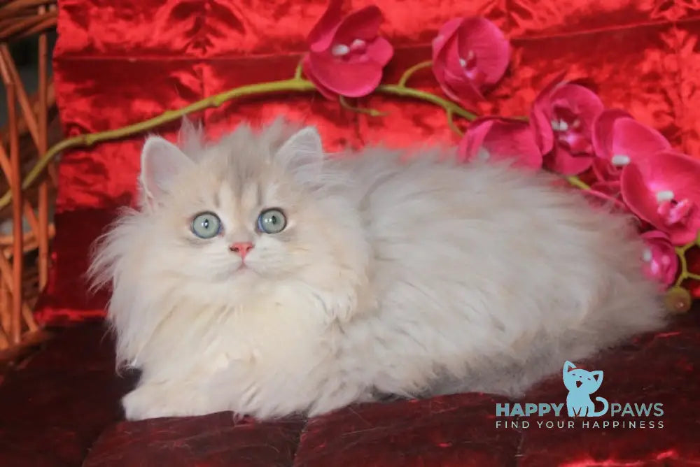 Milena British Longhair Female Blue Golden Shaded Live Animals