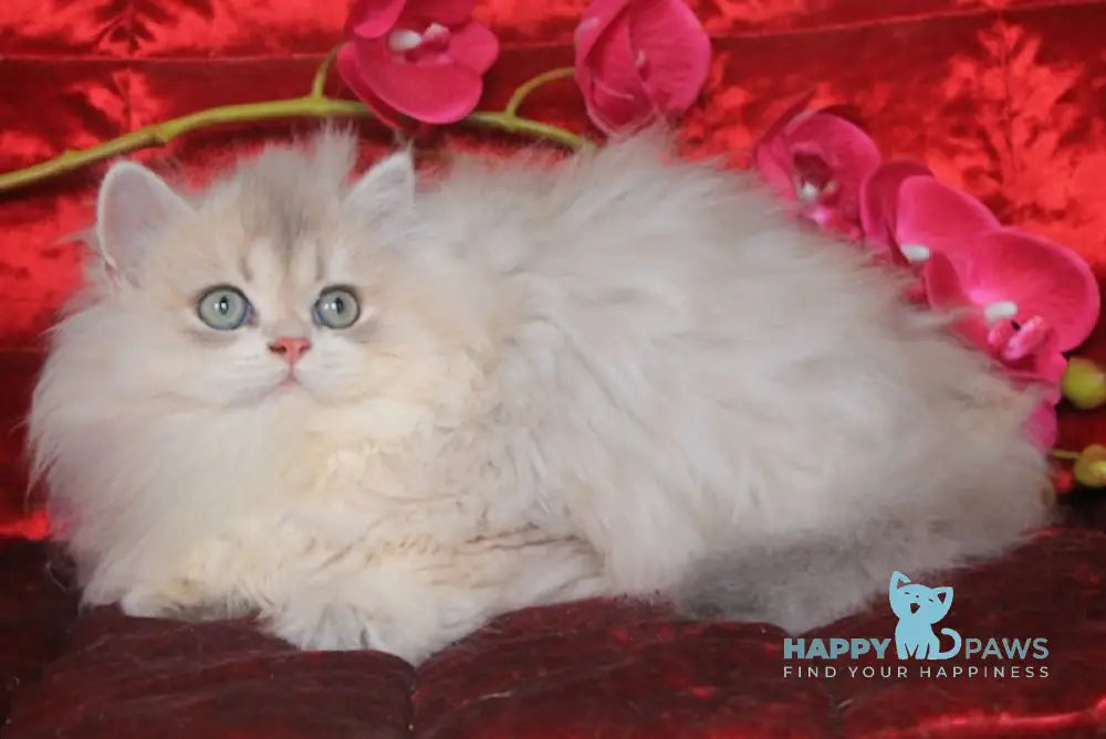 Milena British Longhair Female Blue Golden Shaded Live Animals