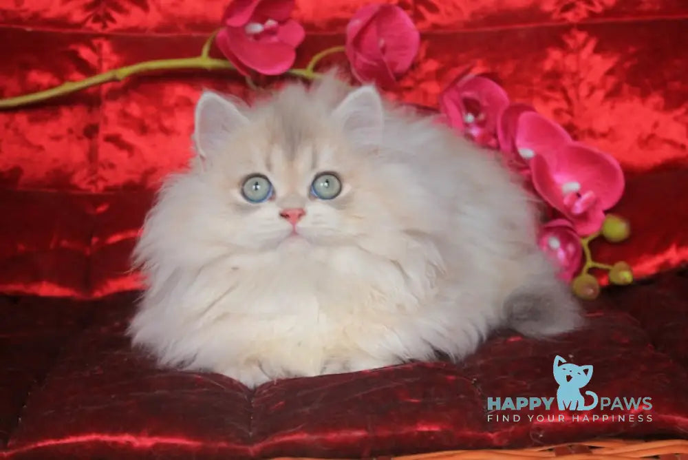 Milena British Longhair Female Blue Golden Shaded Live Animals