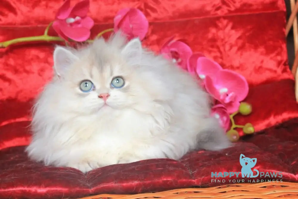 Milena British Longhair Female Blue Golden Shaded Live Animals