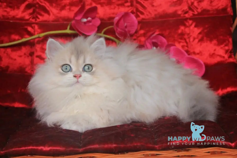 Milena British Longhair Female Blue Golden Shaded Live Animals