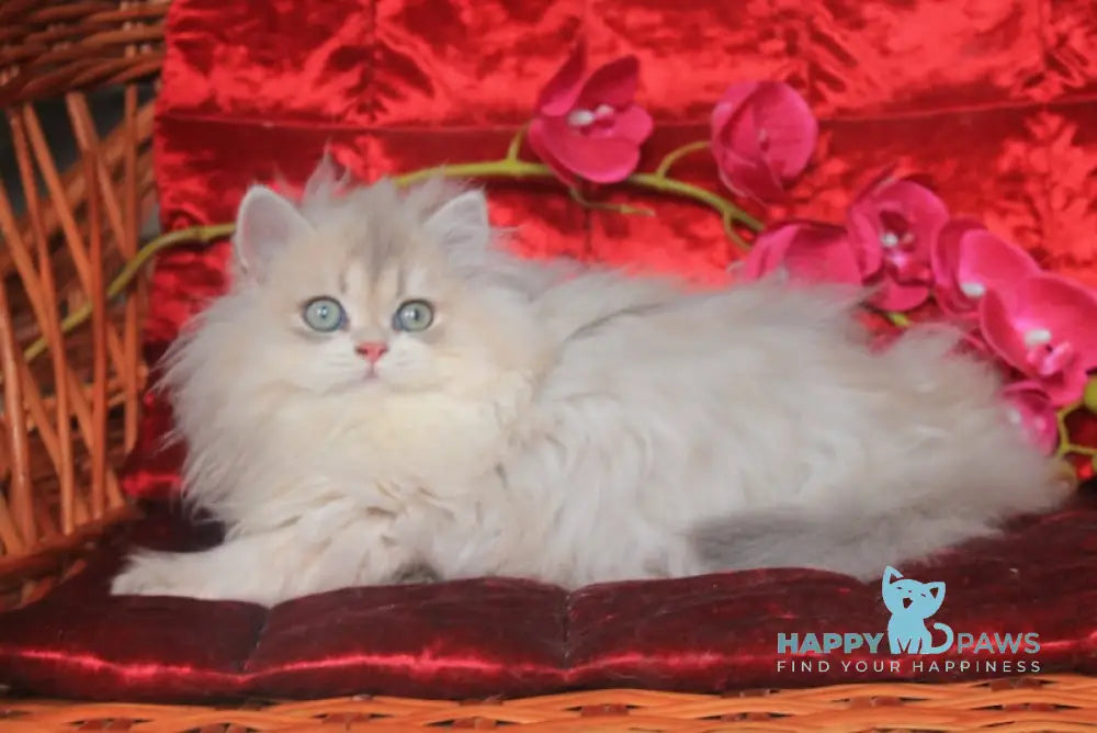 Milena British Longhair Female Blue Golden Shaded Live Animals