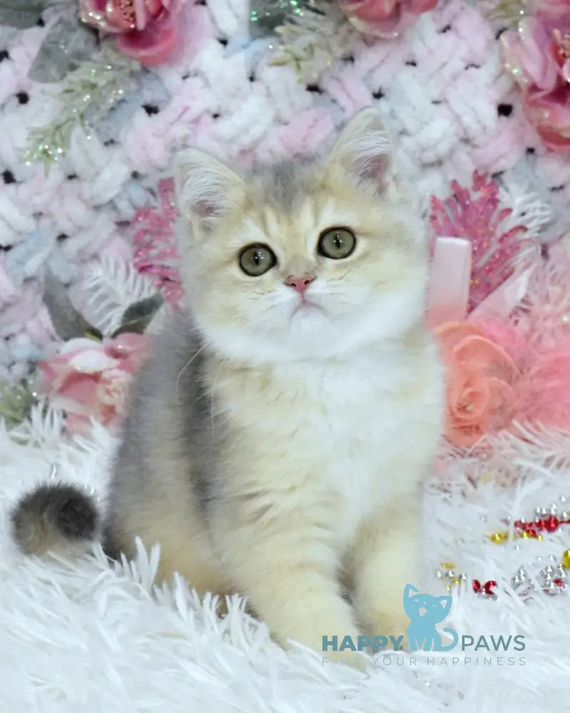 Milka British Shorthair Female Blue Golden Shaded Live Animals