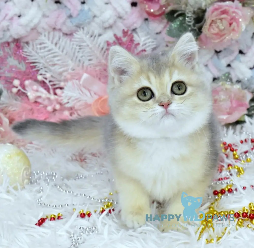 Milka British Shorthair Female Blue Golden Shaded Live Animals