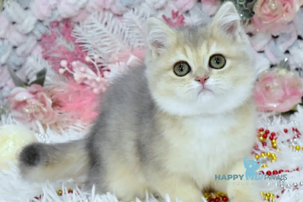 Milka British Shorthair Female Blue Golden Shaded Live Animals