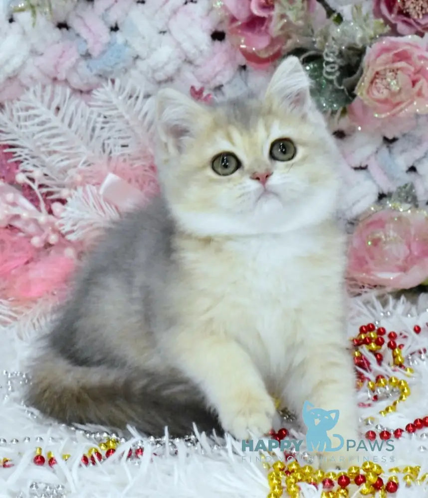 Milka British Shorthair Female Blue Golden Shaded Live Animals