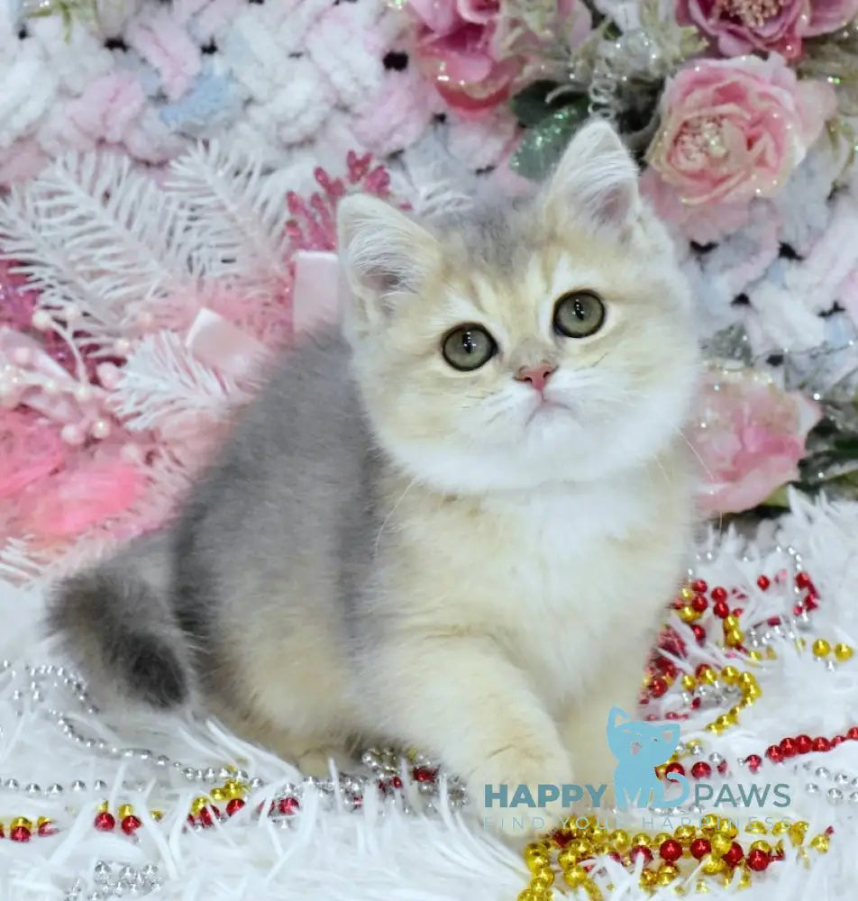 Milka British Shorthair Female Blue Golden Shaded Live Animals