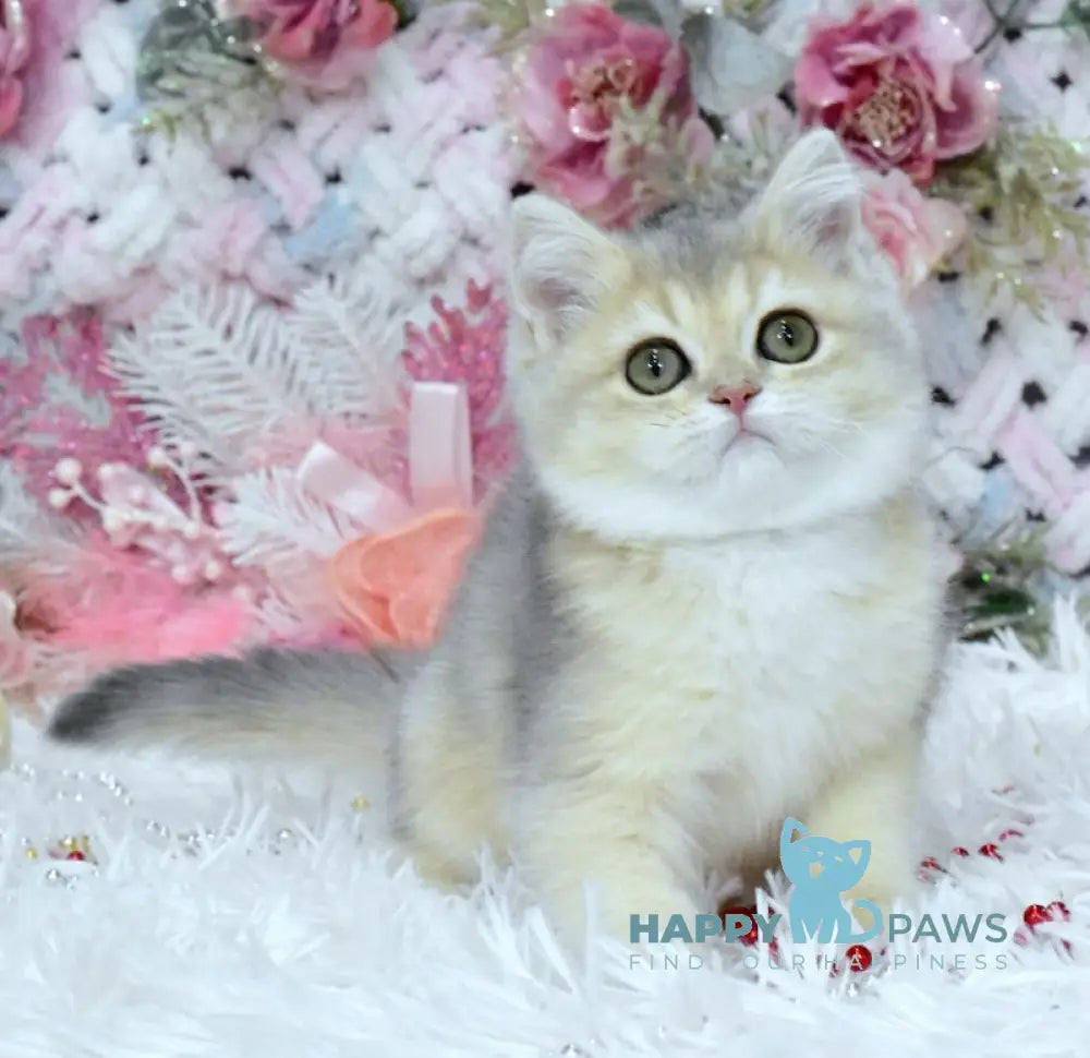 Milka British Shorthair Female Blue Golden Shaded Live Animals