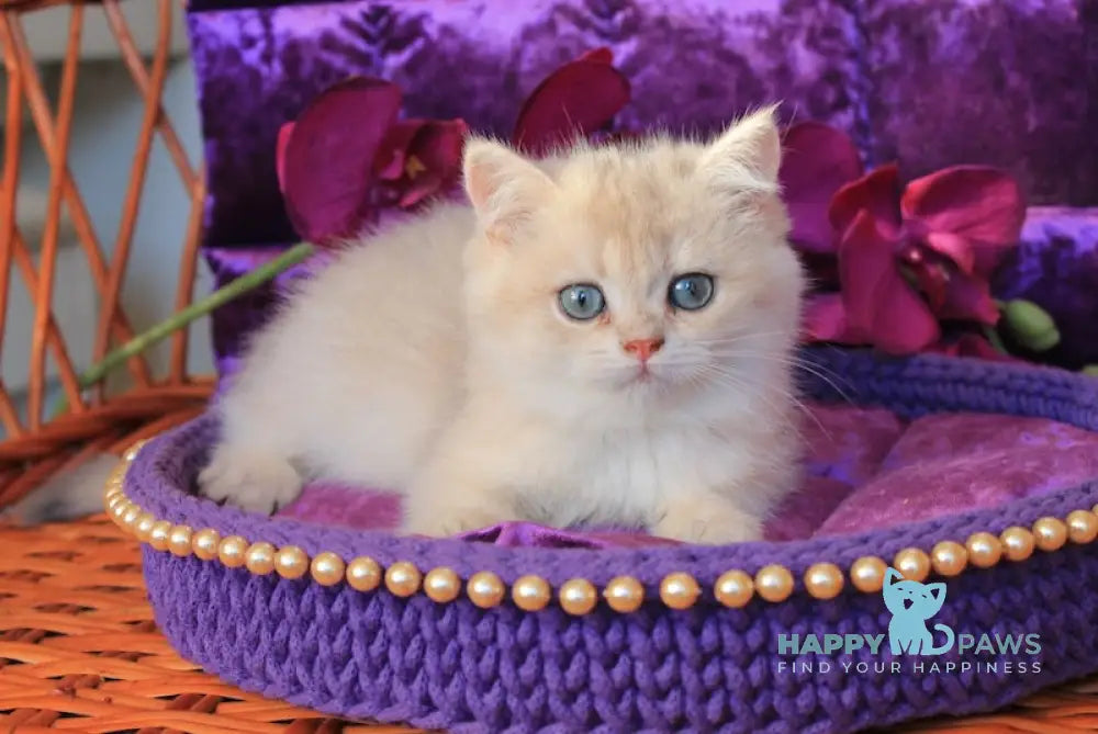 Milki Way British Shorthair Female Blue Golden Shaded Live Animals