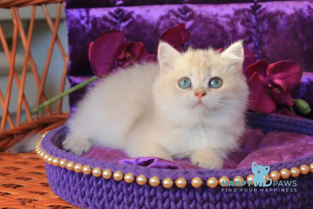 Milki Way British Shorthair Female Blue Golden Shaded Live Animals