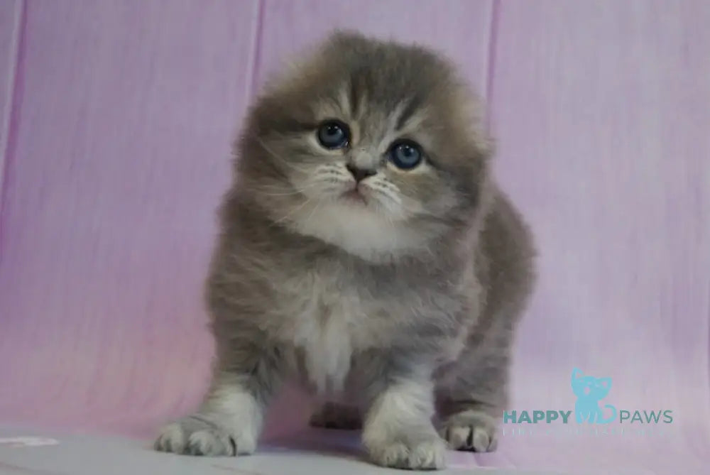 Mina Scottish Fold Female Blue Ticked Tabby Live Animals