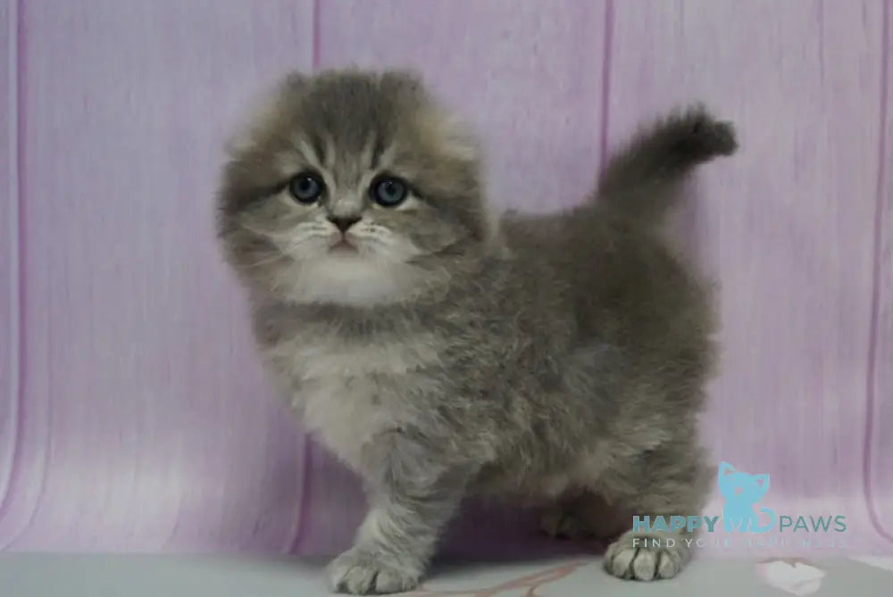 Mina Scottish Fold Female Blue Ticked Tabby Live Animals