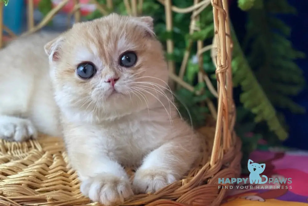 Mishutka Scottish Fold Male Black Golden Chinchilla Live Animals