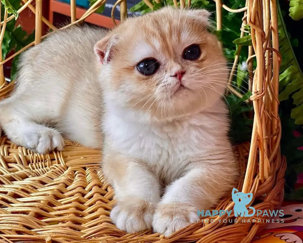 Mishutka Scottish Fold Male Black Golden Chinchilla Live Animals