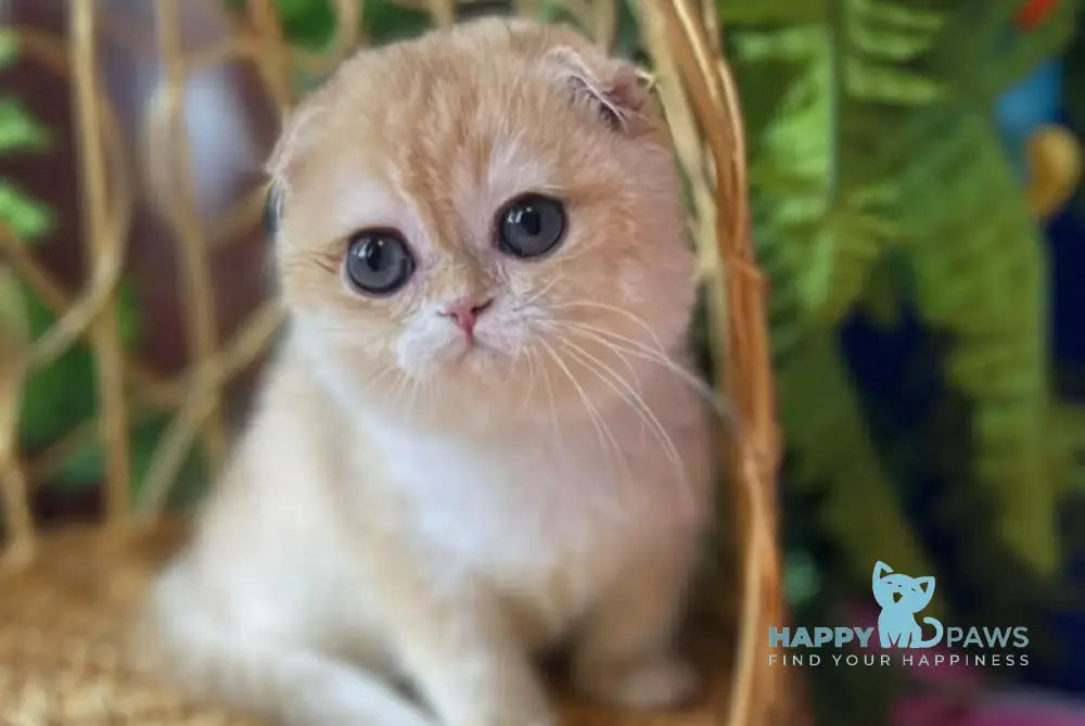 Mishutka Scottish Fold Male Black Golden Chinchilla Live Animals