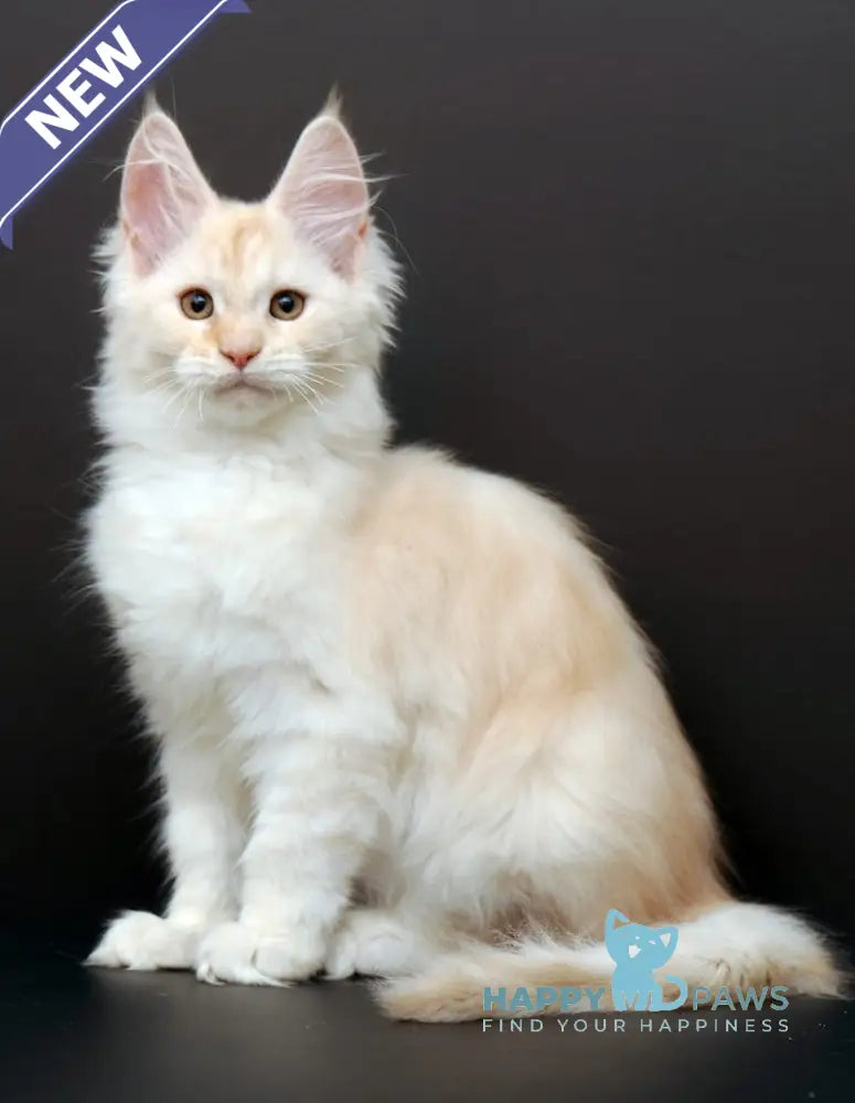 Mistika Maine Coon Female Cream Silver Tabby Live Animals