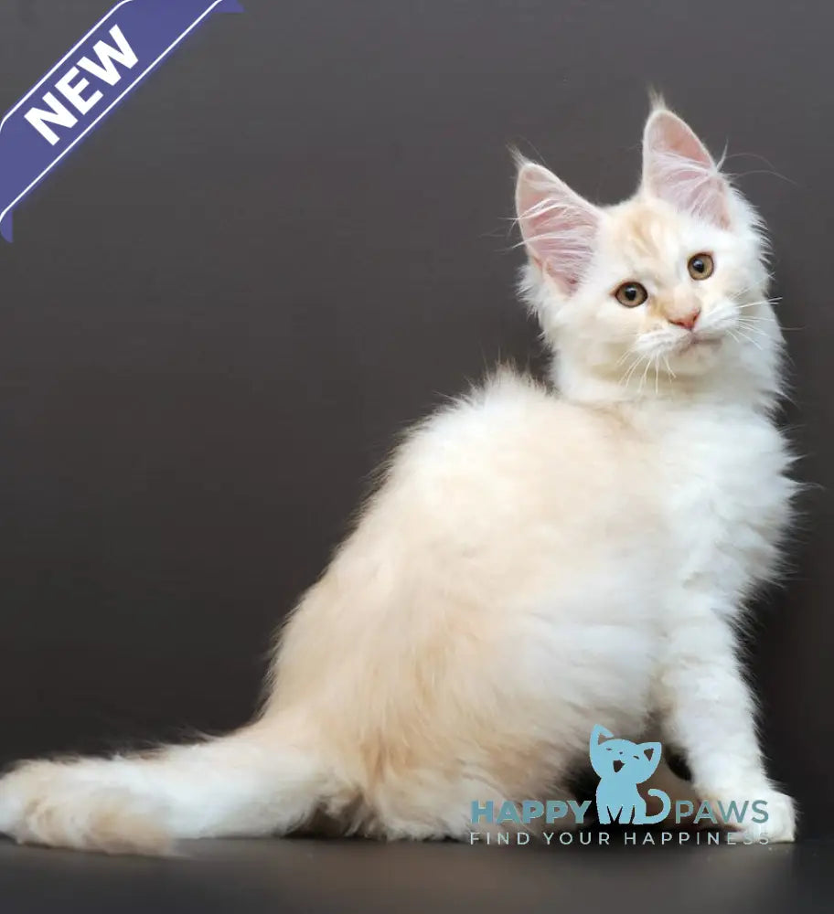 Mistika Maine Coon Female Cream Silver Tabby Live Animals