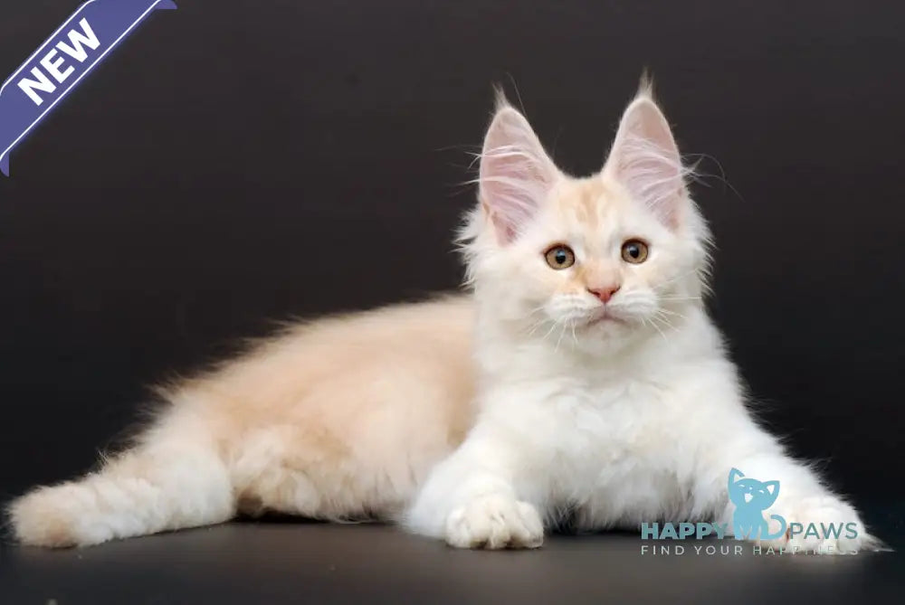 Mistika Maine Coon Female Cream Silver Tabby Live Animals