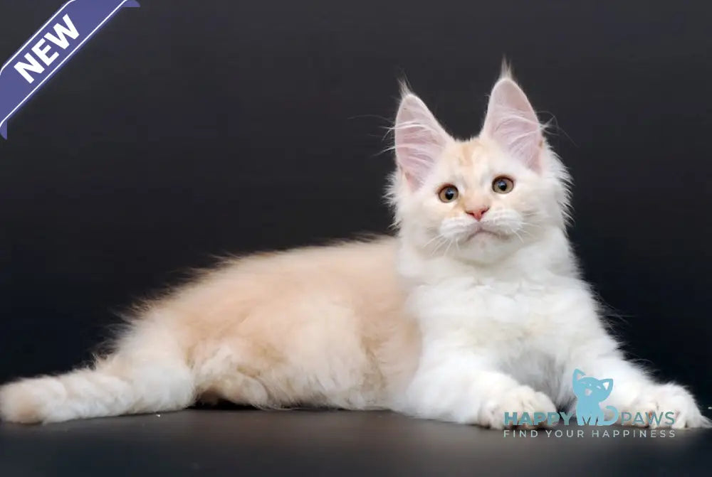 Mistika Maine Coon Female Cream Silver Tabby Live Animals