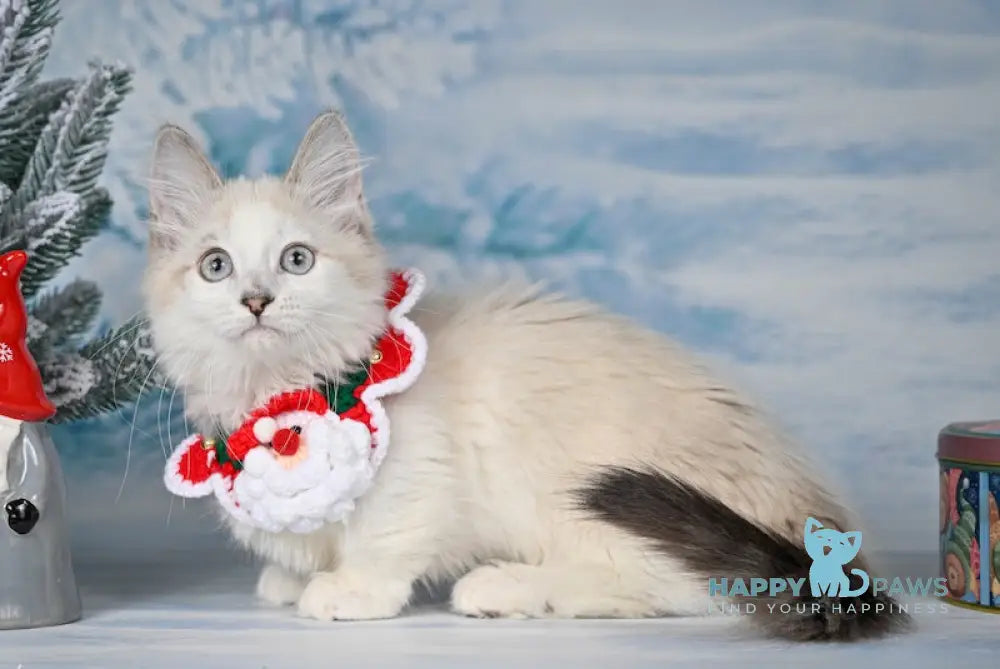 Misty Munchkin Female Black Mink Tabby Bicolour Live Animals