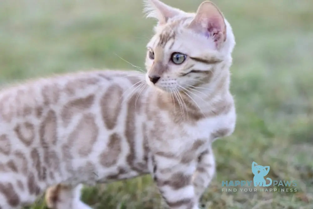 Mochi Bengal Male Seal Mink Spotted Tabby Live Animals