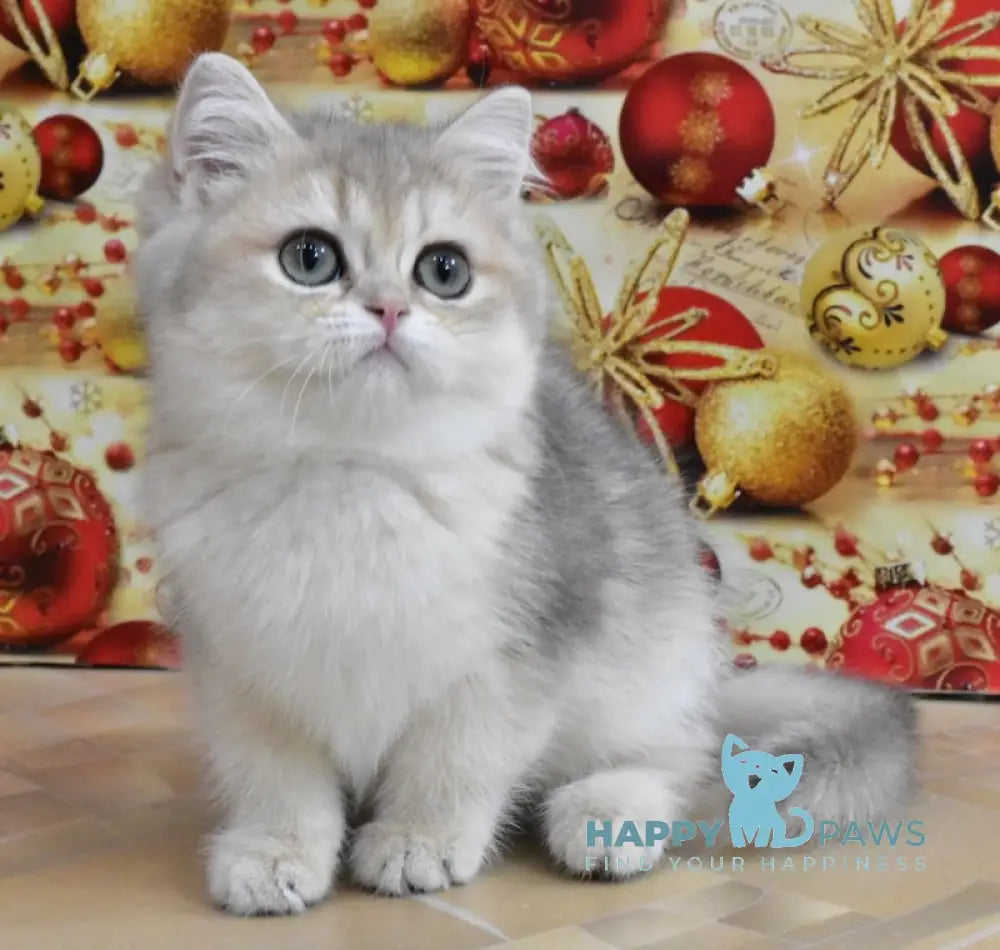 Molli British Shorthair Female Blue Golden Shaded Live Animals