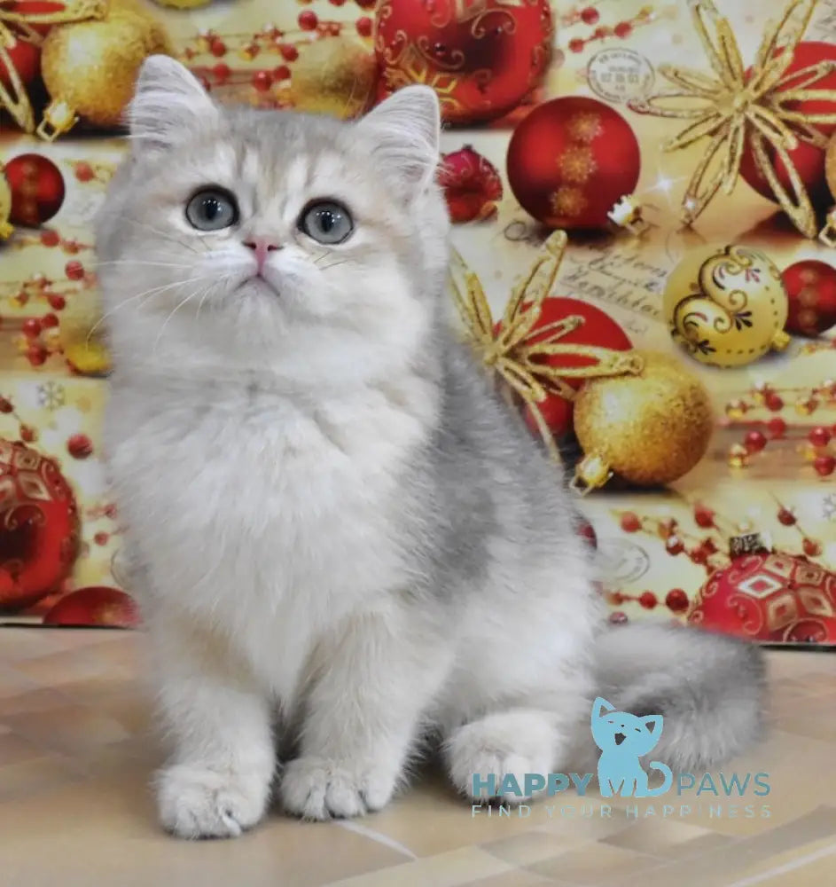 Molli British Shorthair Female Blue Golden Shaded Live Animals