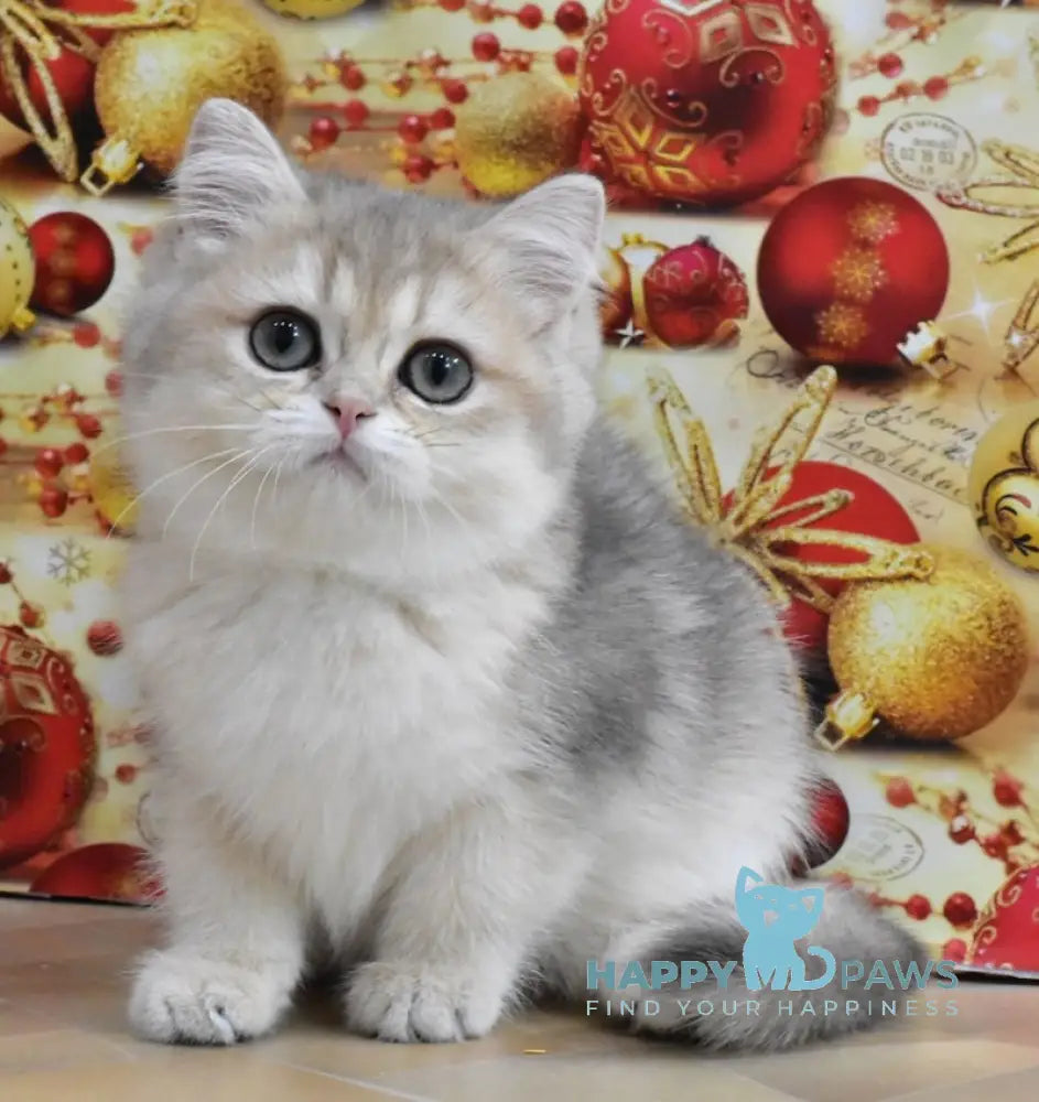 Molli British Shorthair Female Blue Golden Shaded Live Animals