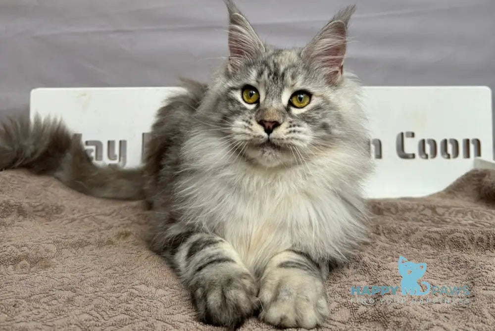 Mona Maine Coon Female Black Tortie Silver Tabby Live Animals