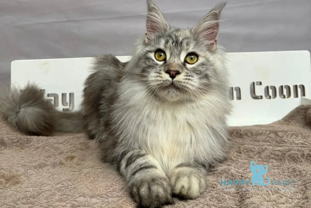 Mona Maine Coon Female Black Tortie Silver Tabby Live Animals