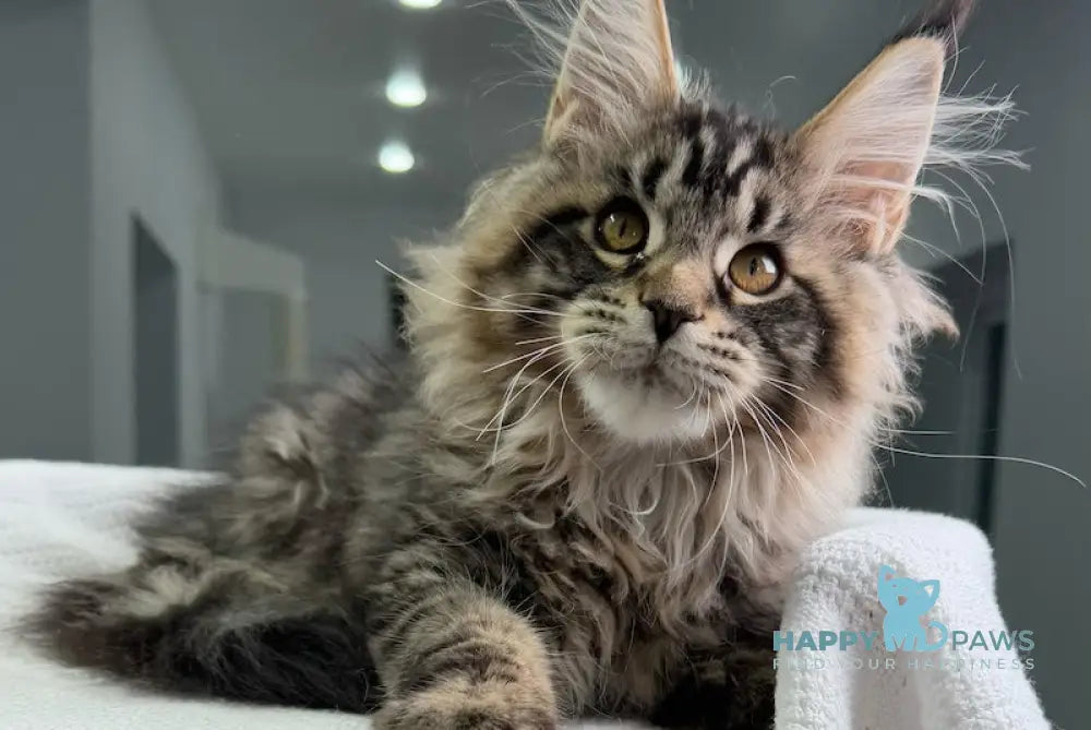 Monica Maine Coon Female Black Tabby Live Animals