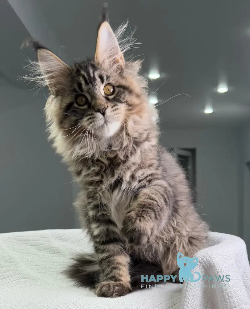 Monica Maine Coon Female Black Tabby Live Animals