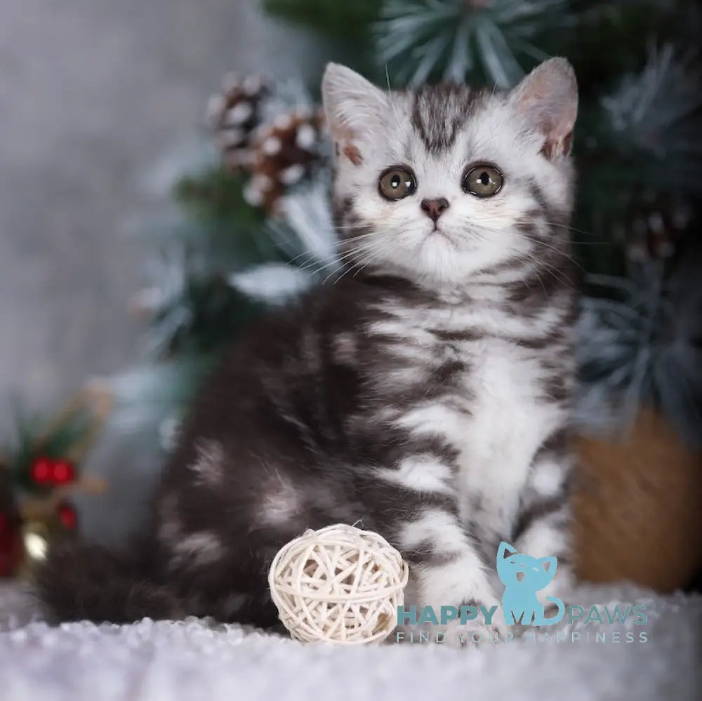 Monroe Scottish Straight Female Black Silver Tabby Live Animals