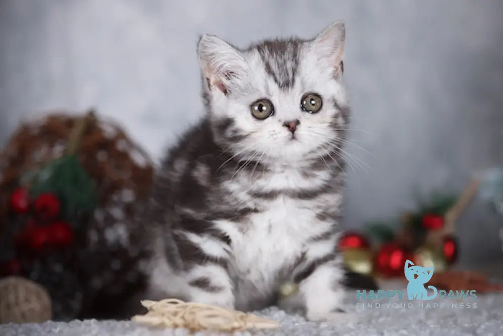 Monroe Scottish Straight Female Black Silver Tabby Live Animals