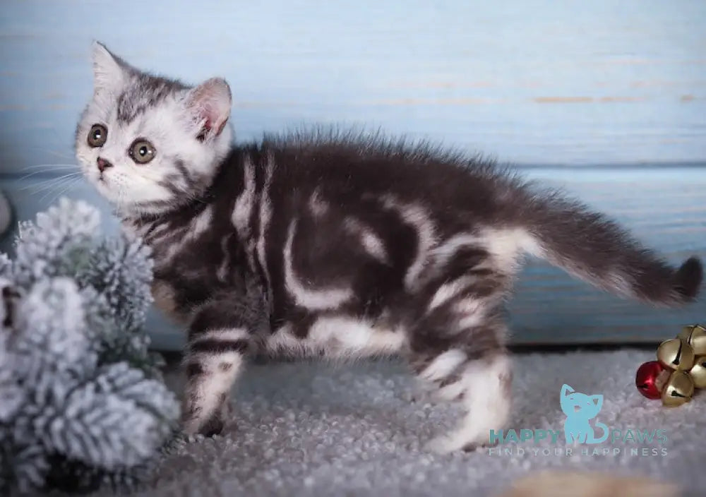 Monroe Scottish Straight Female Black Silver Tabby Live Animals