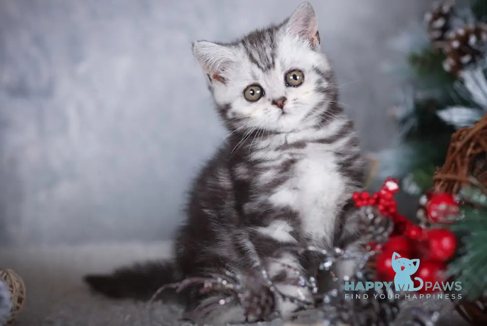 Monroe Scottish Straight Female Black Silver Tabby Live Animals