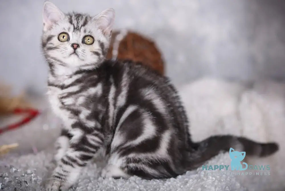 Moor Scottish Straight Male Black Silver Tabby Live Animals