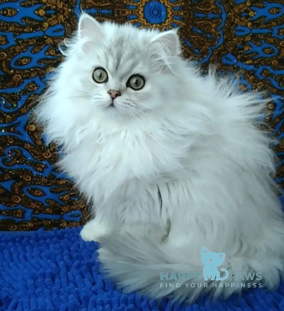 Moris Persian Male Black Silver Shaded Live Animals