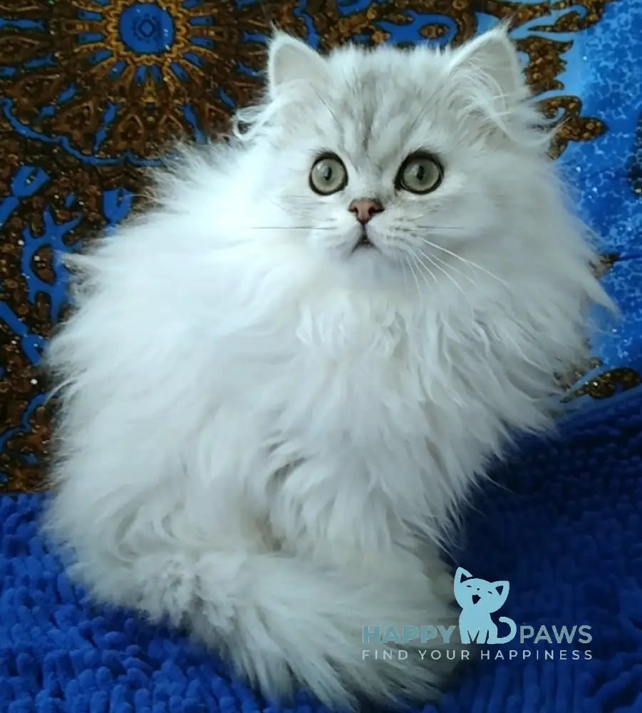 Moris Persian Male Black Silver Shaded Live Animals