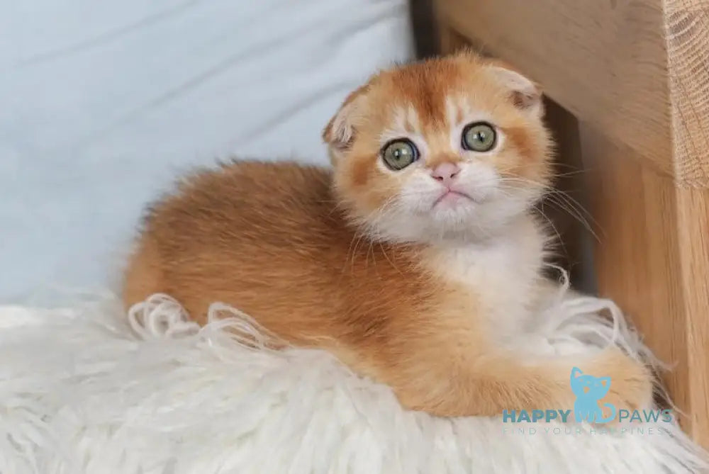 Moxie Scottish Fold Female Black Golden Chinchilla Live Animals