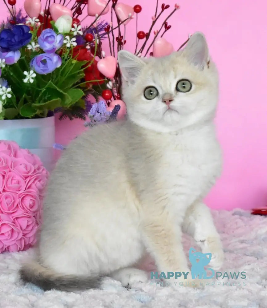 Muza British Shorthair female blue golden chinchilla live animals