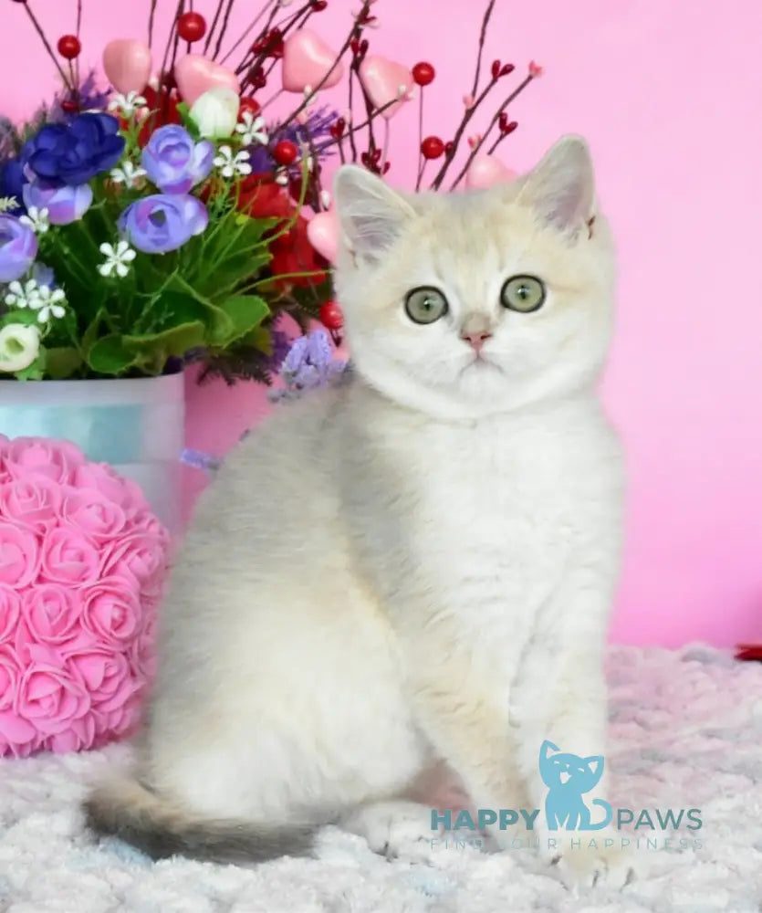 Muza British Shorthair female blue golden chinchilla live animals