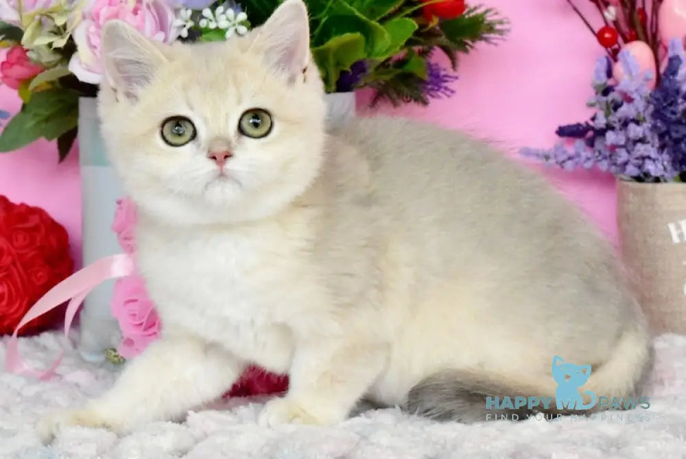 Muza British Shorthair female blue golden chinchilla live animals