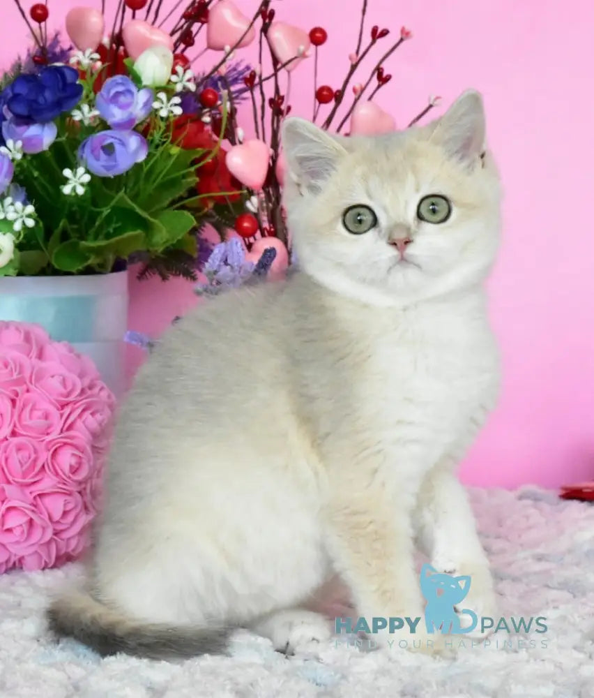 Muza British Shorthair female blue golden chinchilla live animals