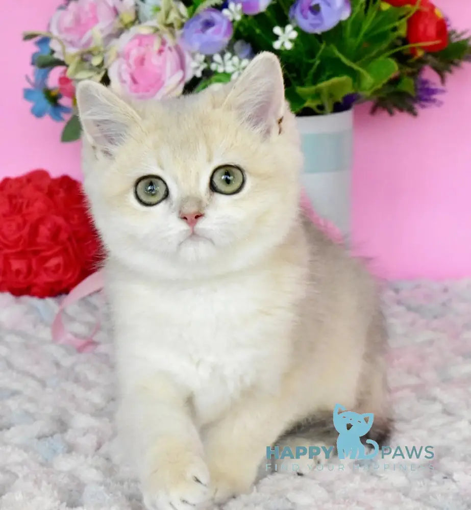 Muza British Shorthair female blue golden chinchilla live animals