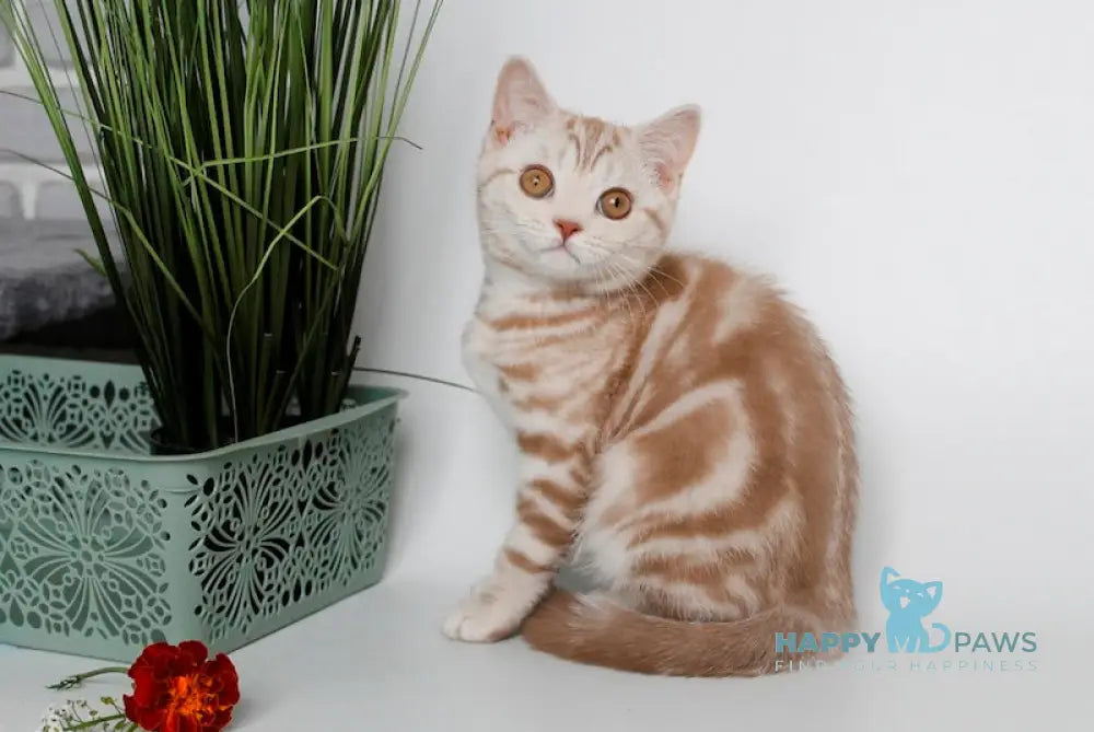 Nadine Scottish Straight Female Cinnamon Silver Tabby Live Animals